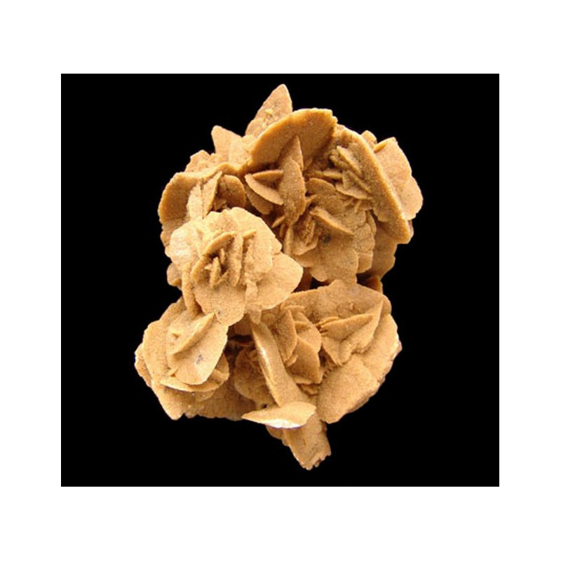 Rosa del Desierto Gigante