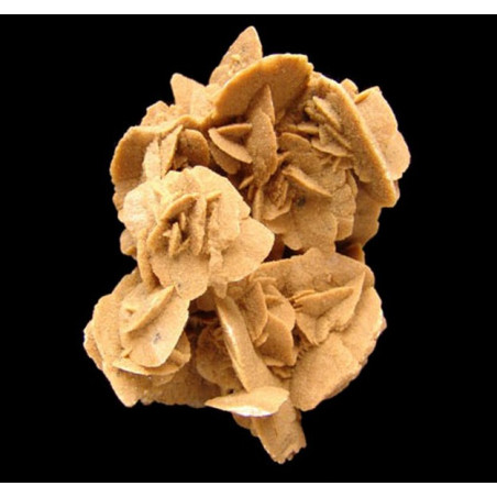 Rosa del Desierto Gigante