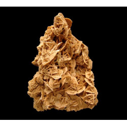 Rosa del Desierto Gigante