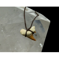 Fósil diente de tiburón. Colgante