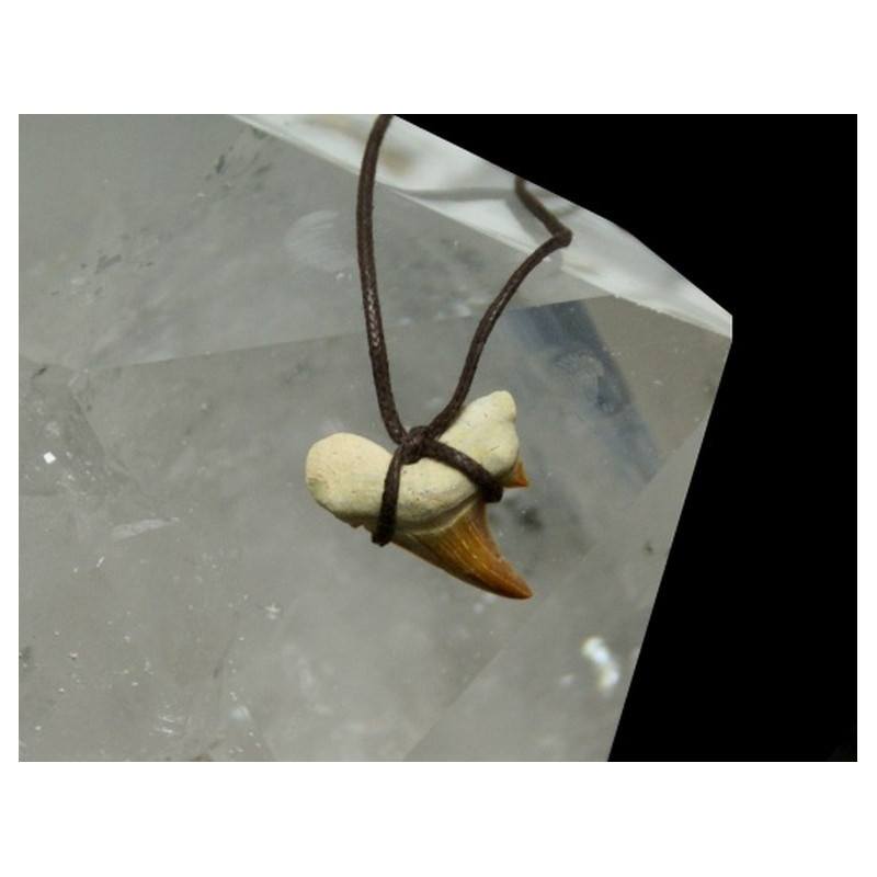 Fósil diente de tiburón. Colgante