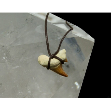 Fósil diente de tiburón. Colgante