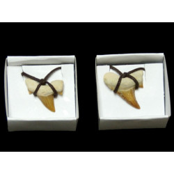 Fósil diente de tiburón. Colgante