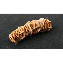 Rosa del Desierto pequeña