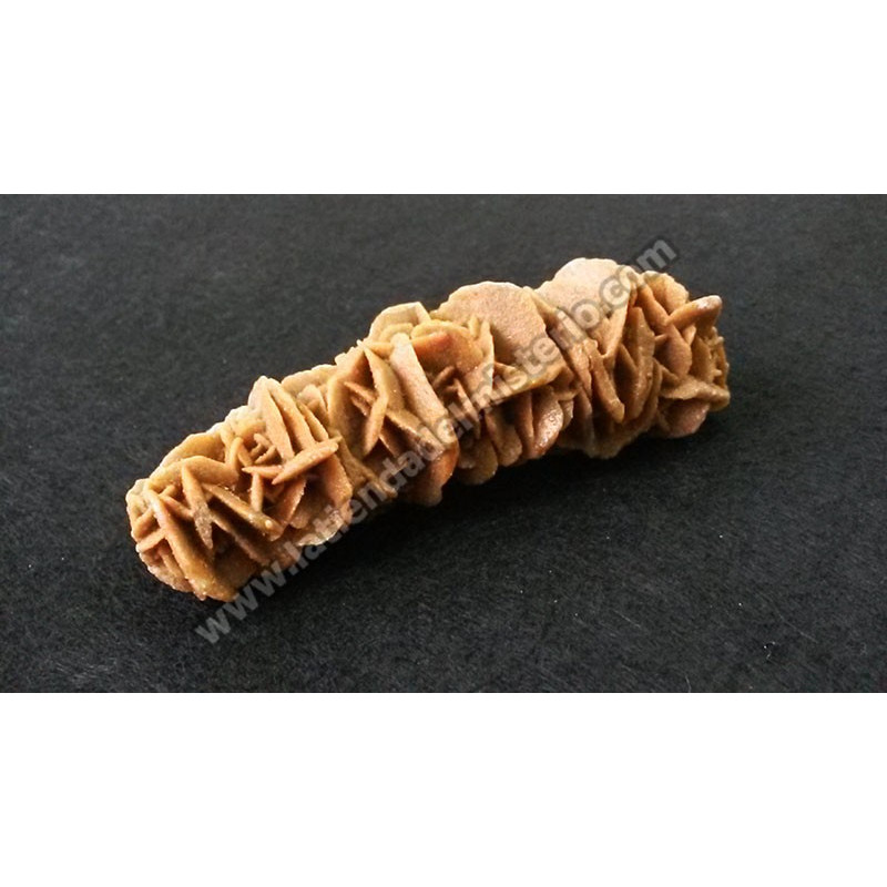 Rosa del Desierto pequeña