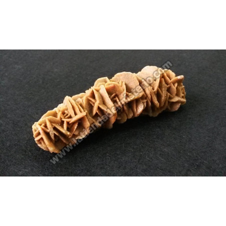 Rosa del Desierto pequeña