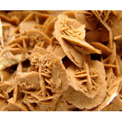 Rosa del Desierto pequeña