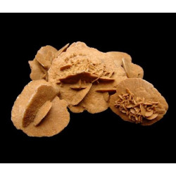 Rosa del Desierto pequeña