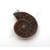 Colgante Amonite mediano
