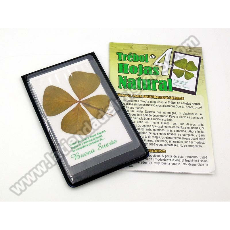 Trébol Natural de 4 hojas.